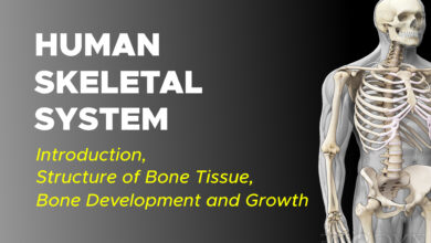 Human Skeletal System