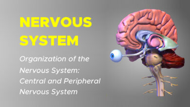 Nervous System: Central and Peripheral Nervous System