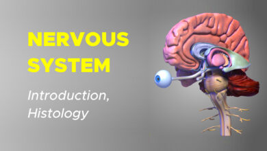 Introduction to the Nervous System