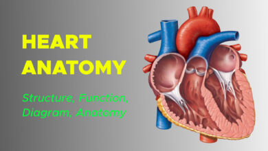 Anatomy of the Human Heart