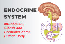 Endocrine System