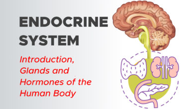 Endocrine System